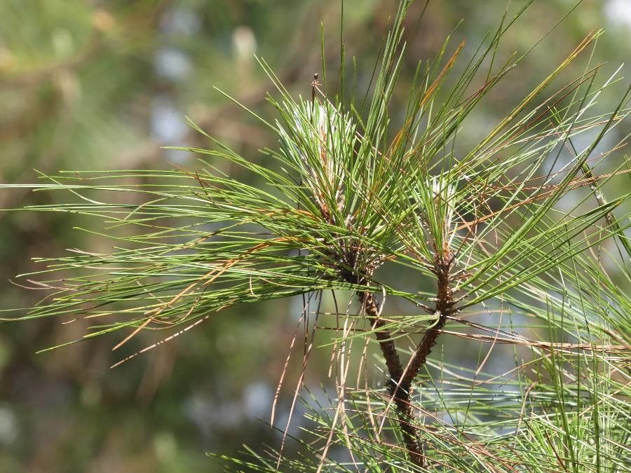 Pinus dalatensis — search result for 'Laos'