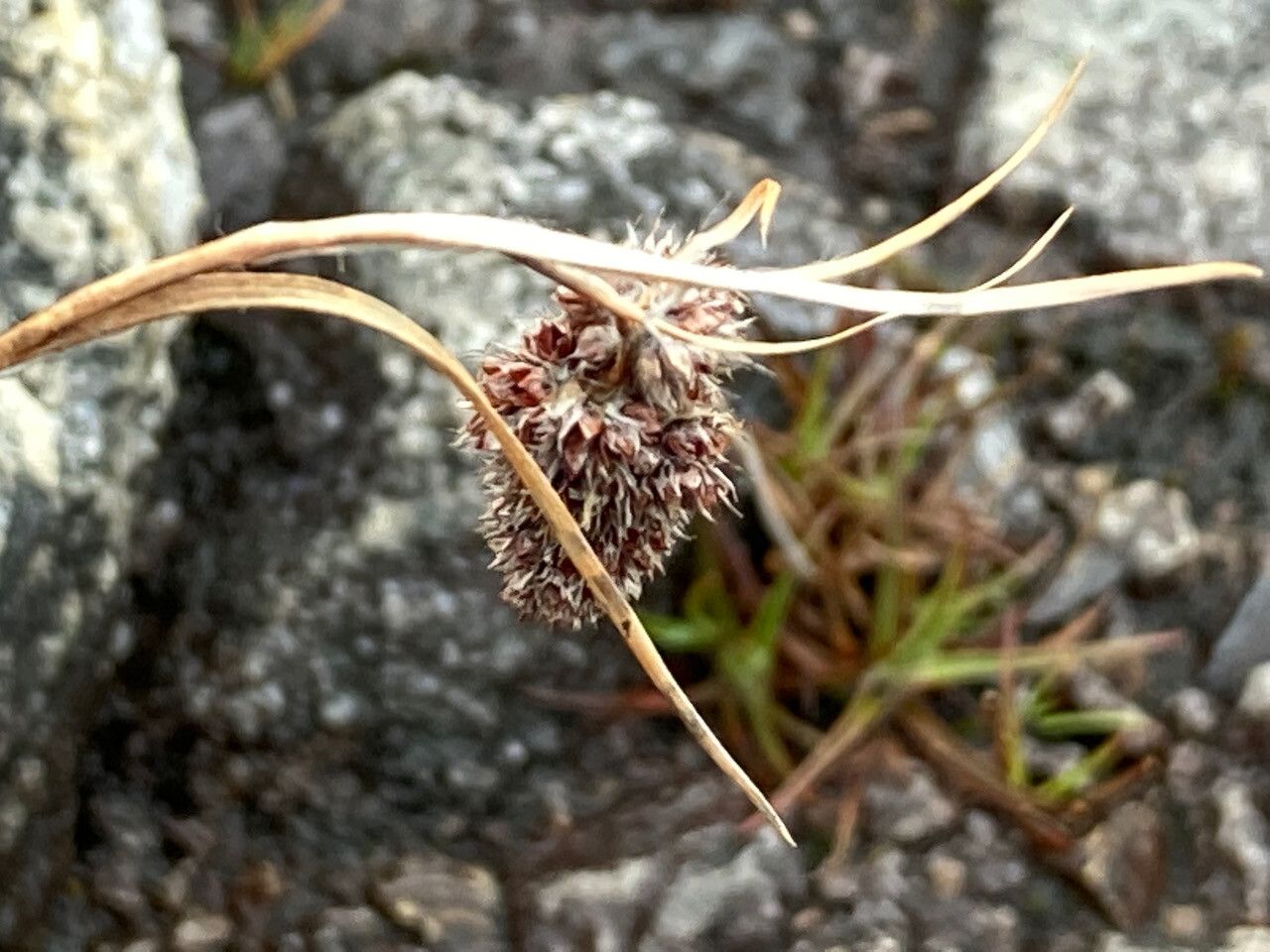 Luzula racemosa flower