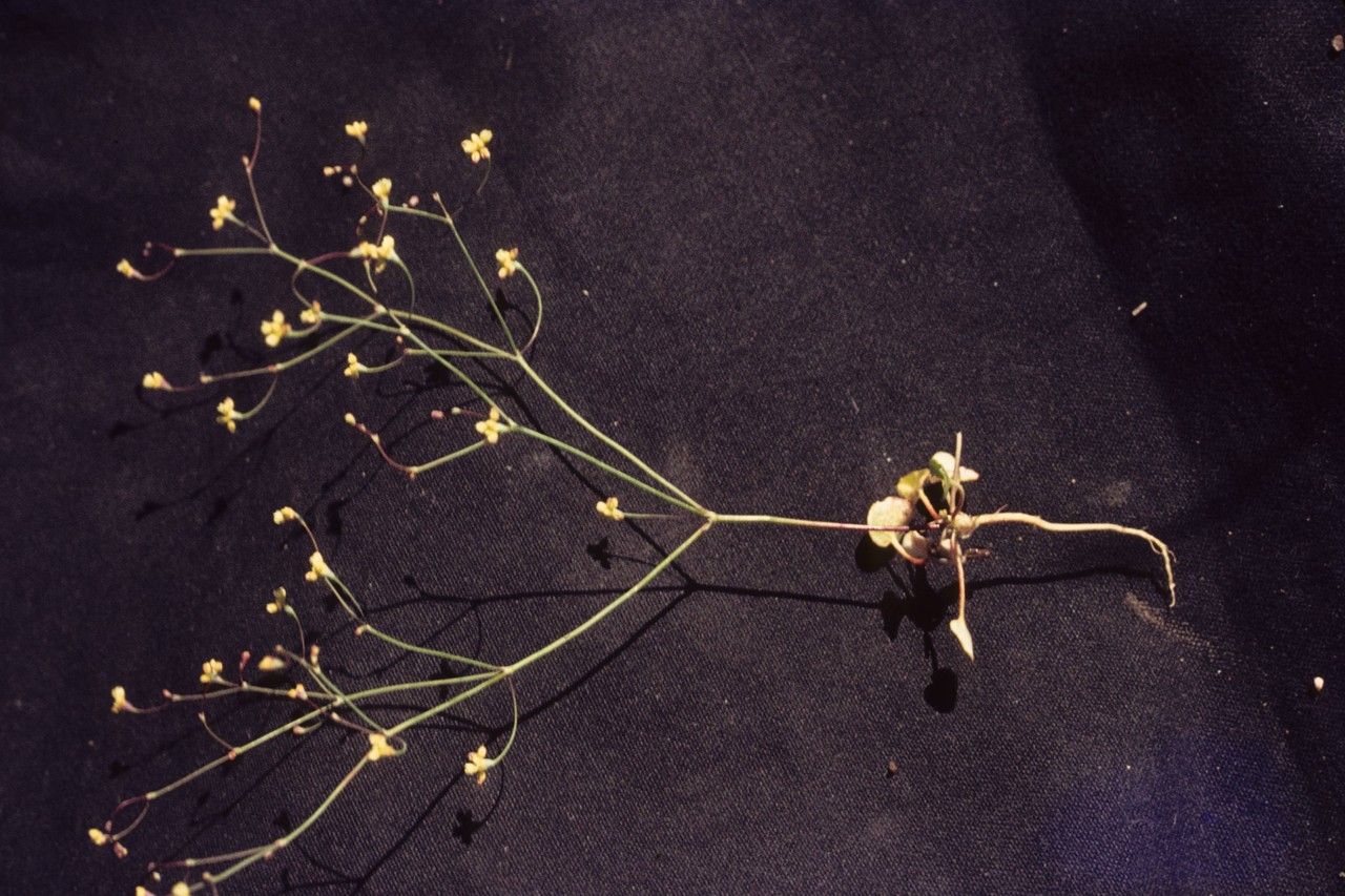 Eriogonum collinum habit