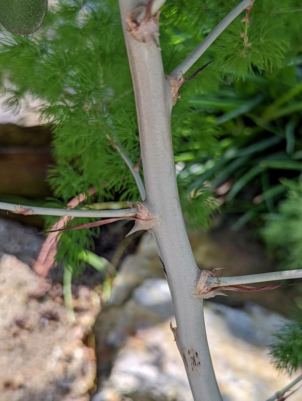 Asparagus retrofractus bark