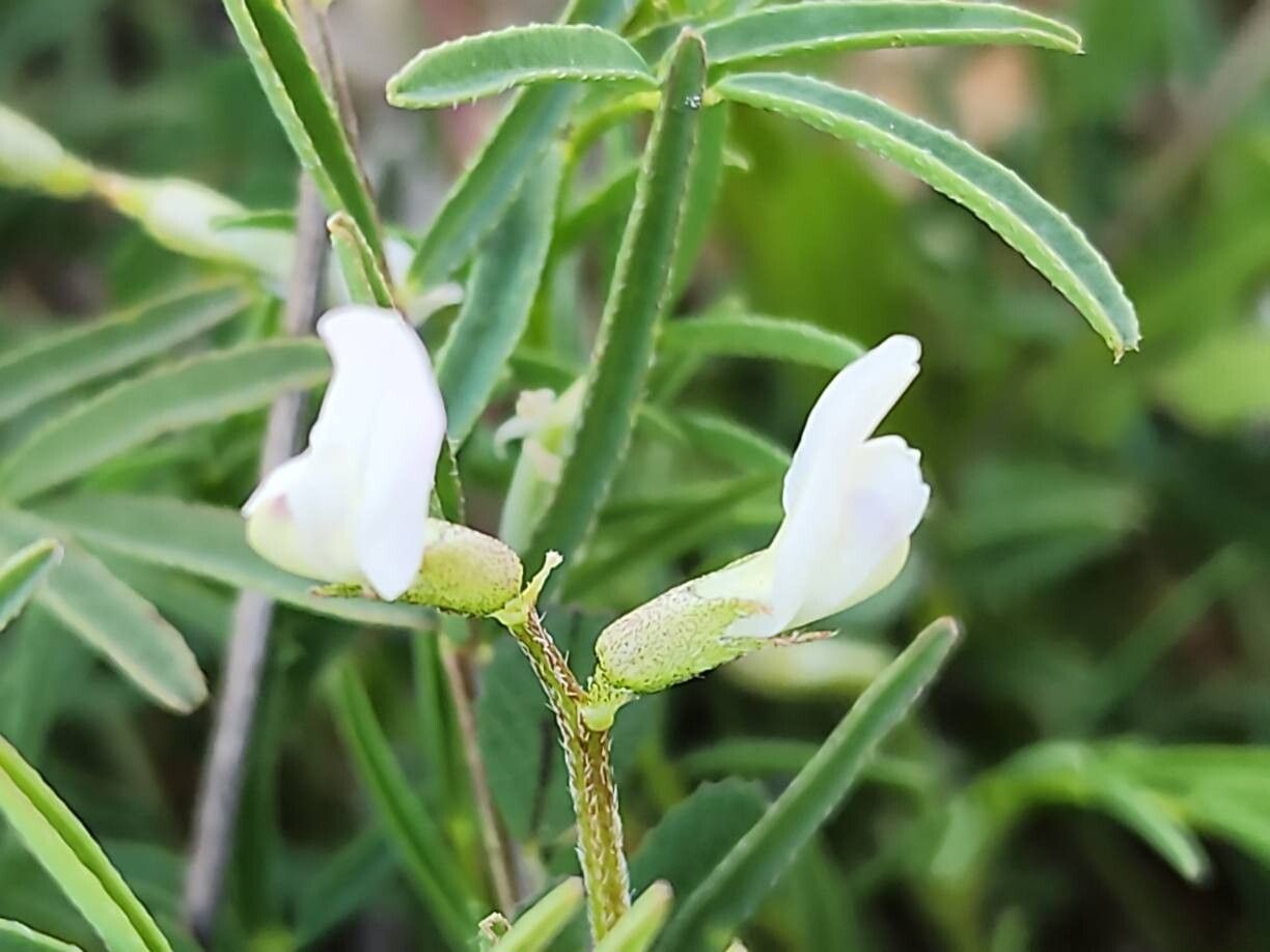 Astragalus siliquosus flower