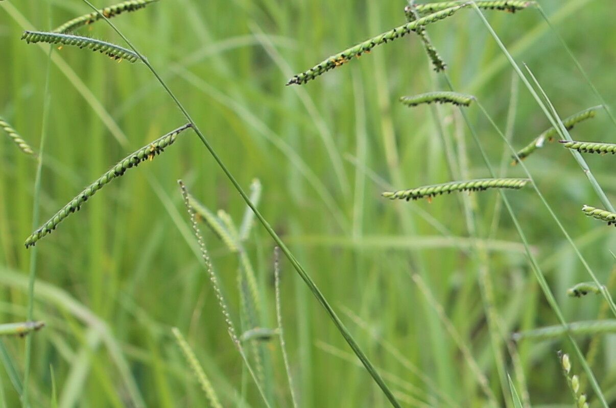 Urochloa eminii flower