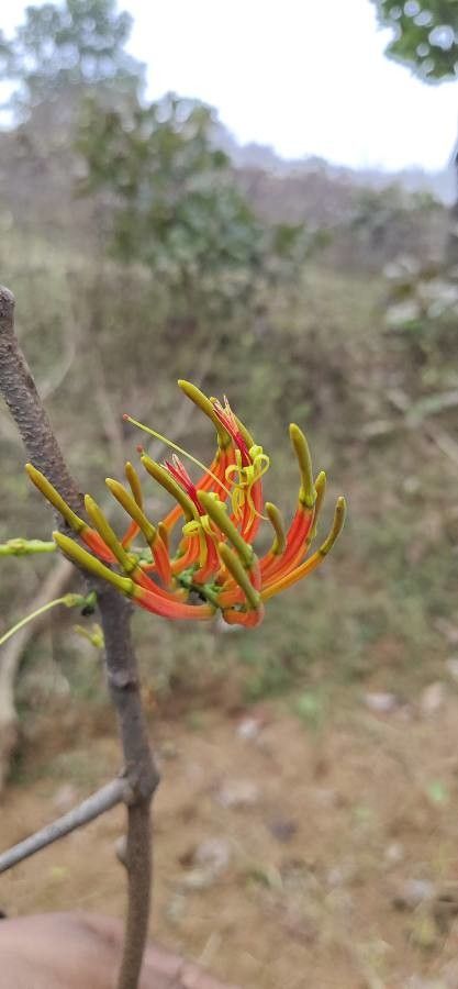 Dendrophthoe glabrescens flower