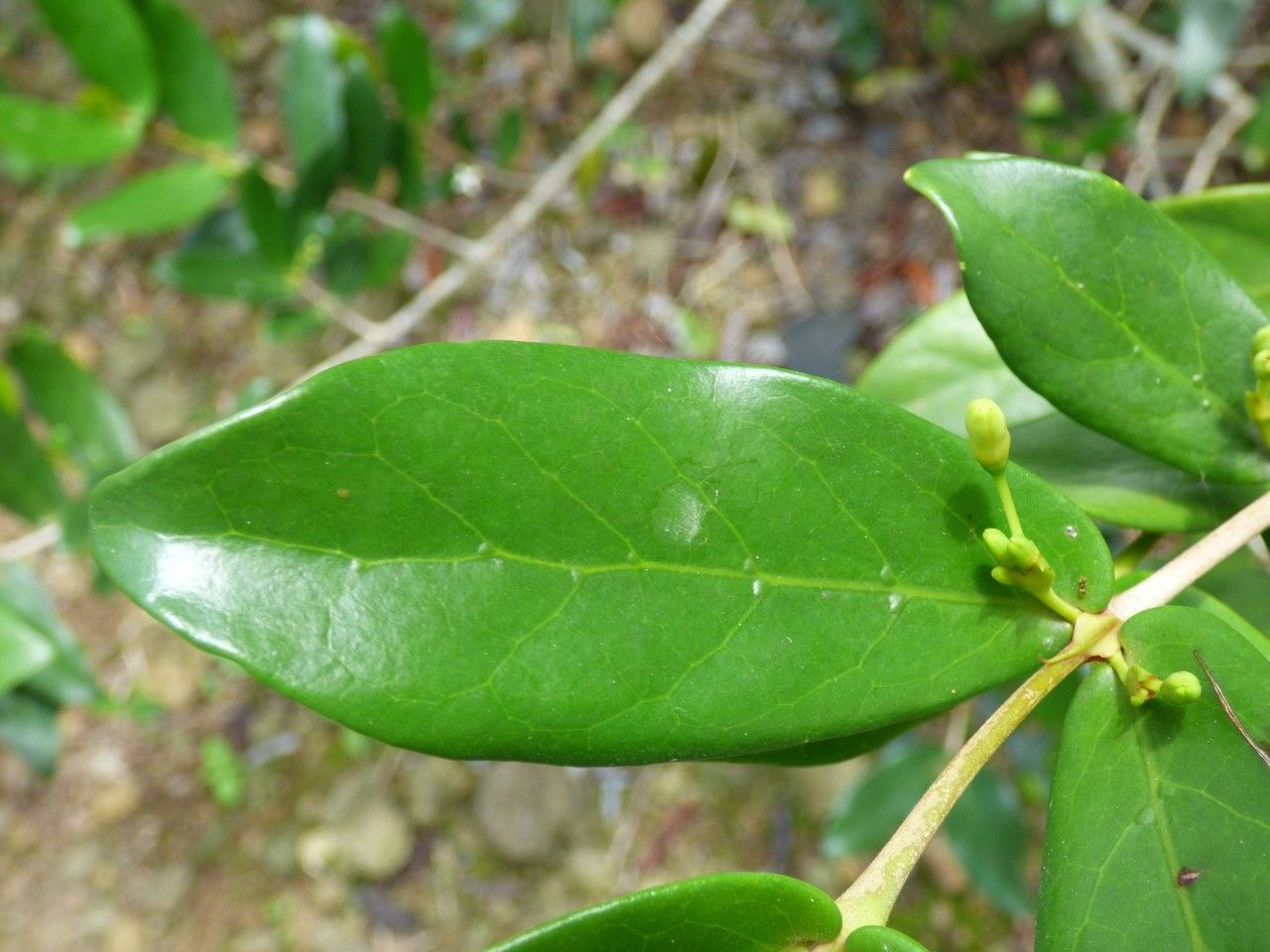 Pyrostria orbicularis — houseplant care guide