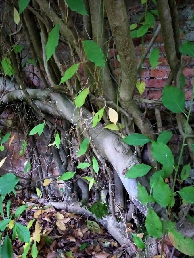 Neoshirakia japonica habit