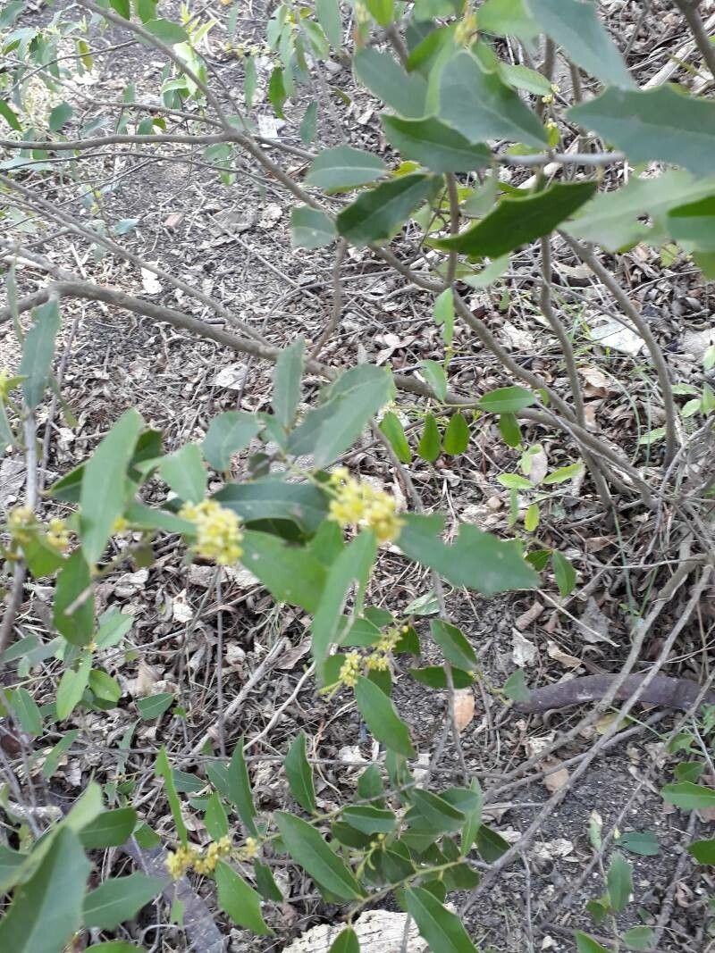 Maytenus spinosa leaf