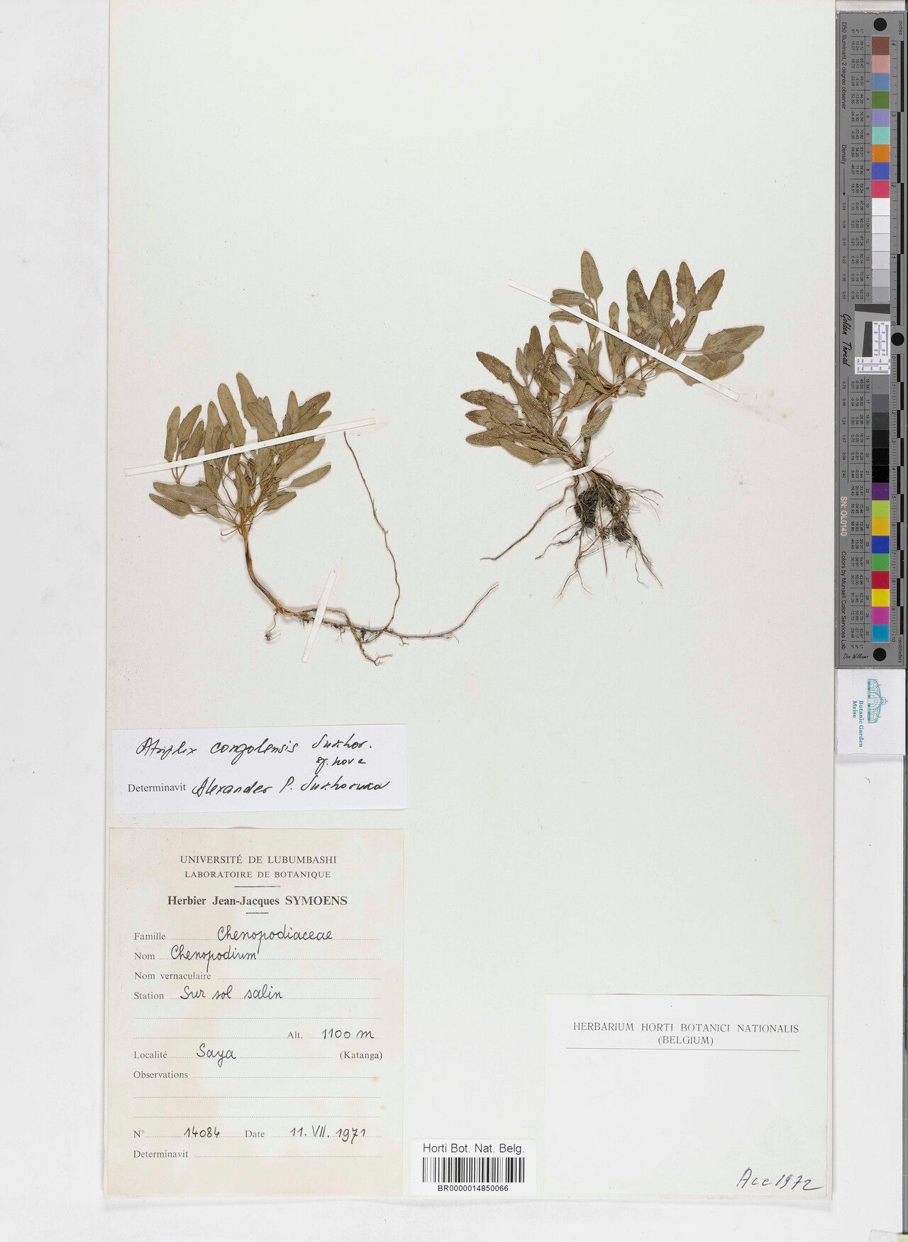 Atriplex congolensis — houseplant care guide