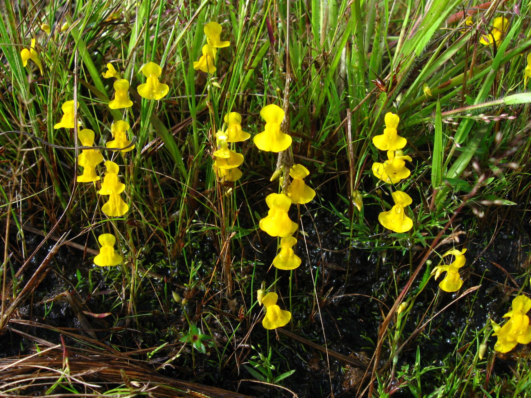 Utricularia scandens flower