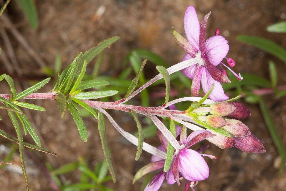 Epilobium fleischeri leaf