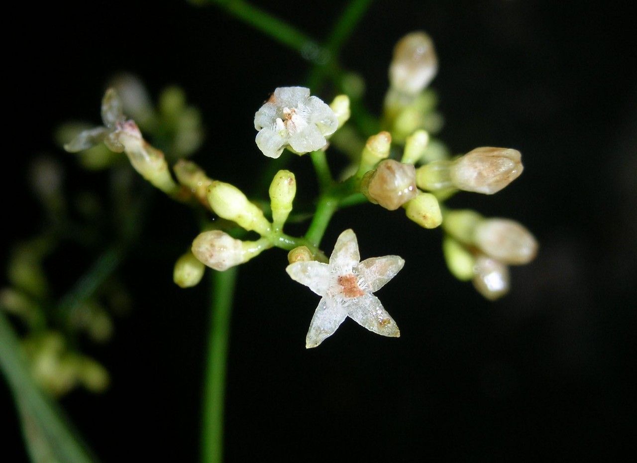 Psychotria laselvensis flower