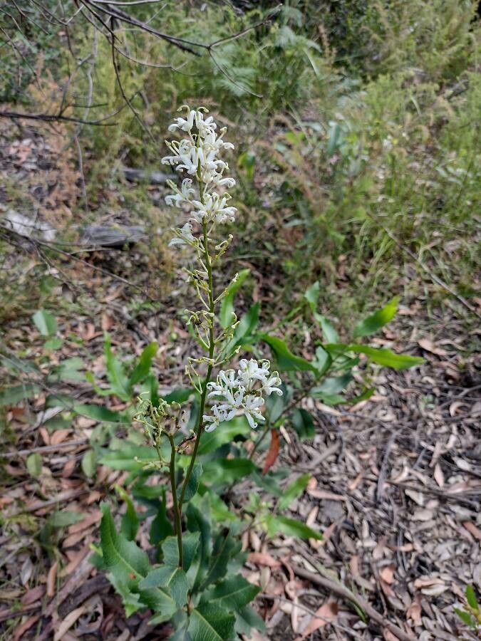 Lomatia ilicifolia flower