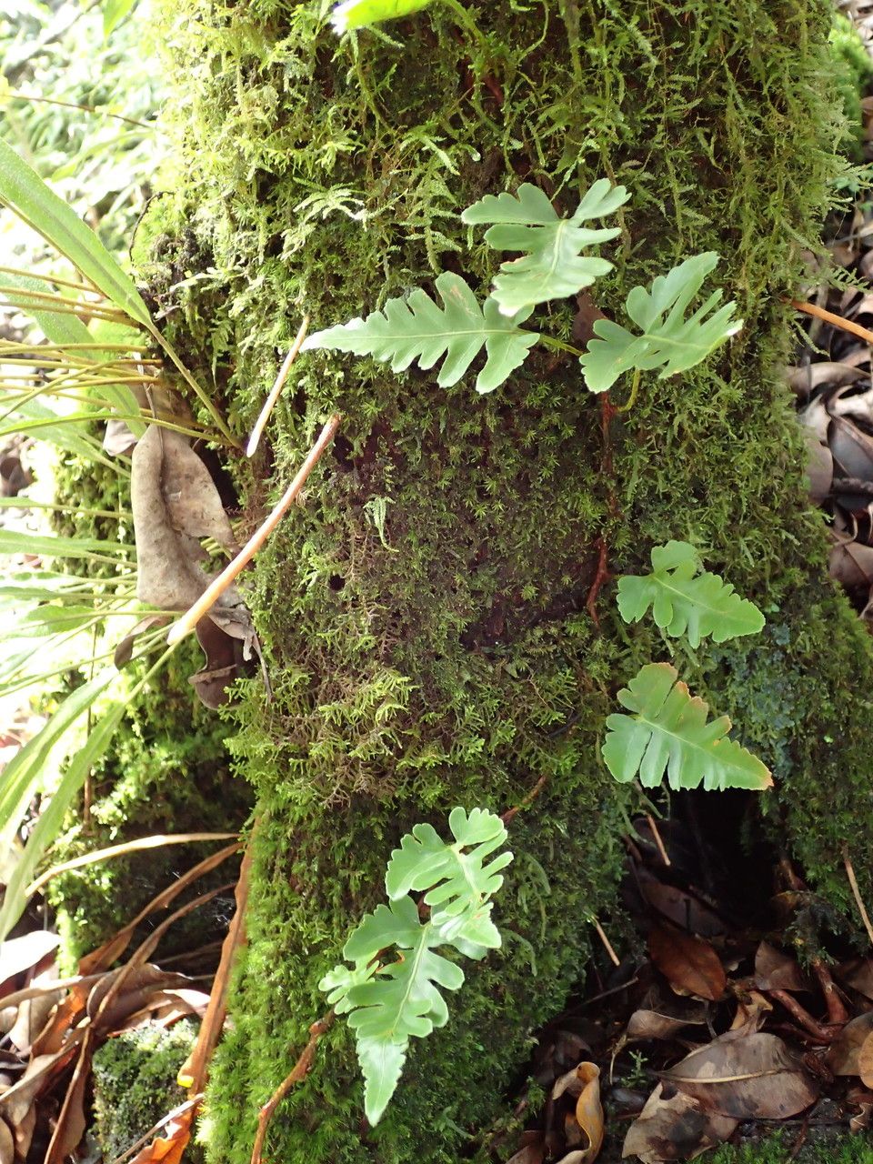 Davallia repens habit
