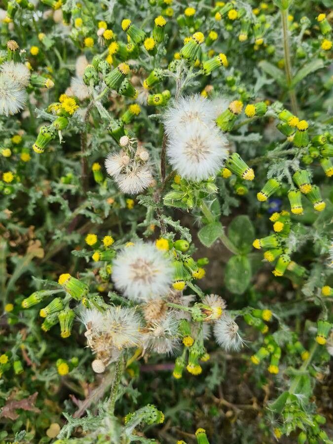 Senecio vernalis fruit