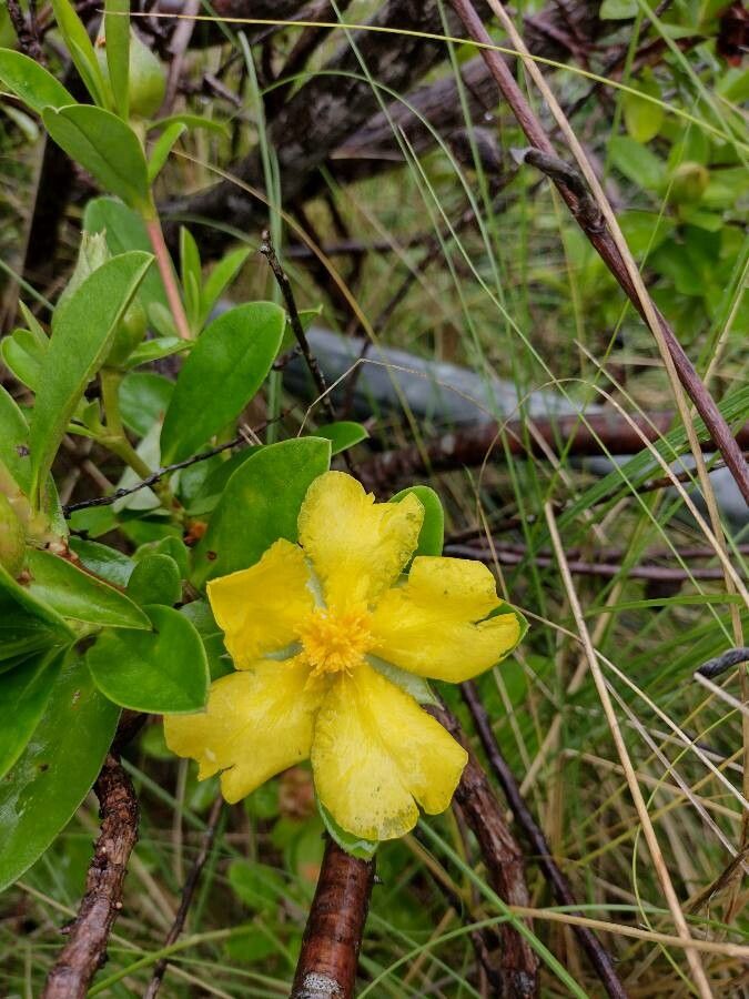 Hibbertia scandens flower