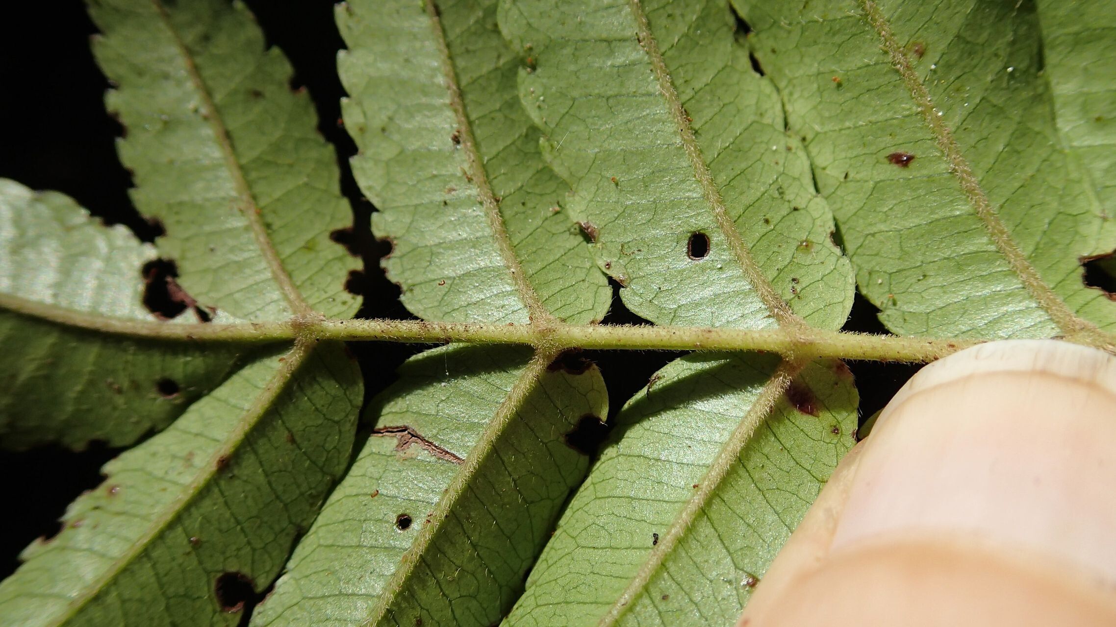 Cunonia austrocaledonica — related species from the same genus