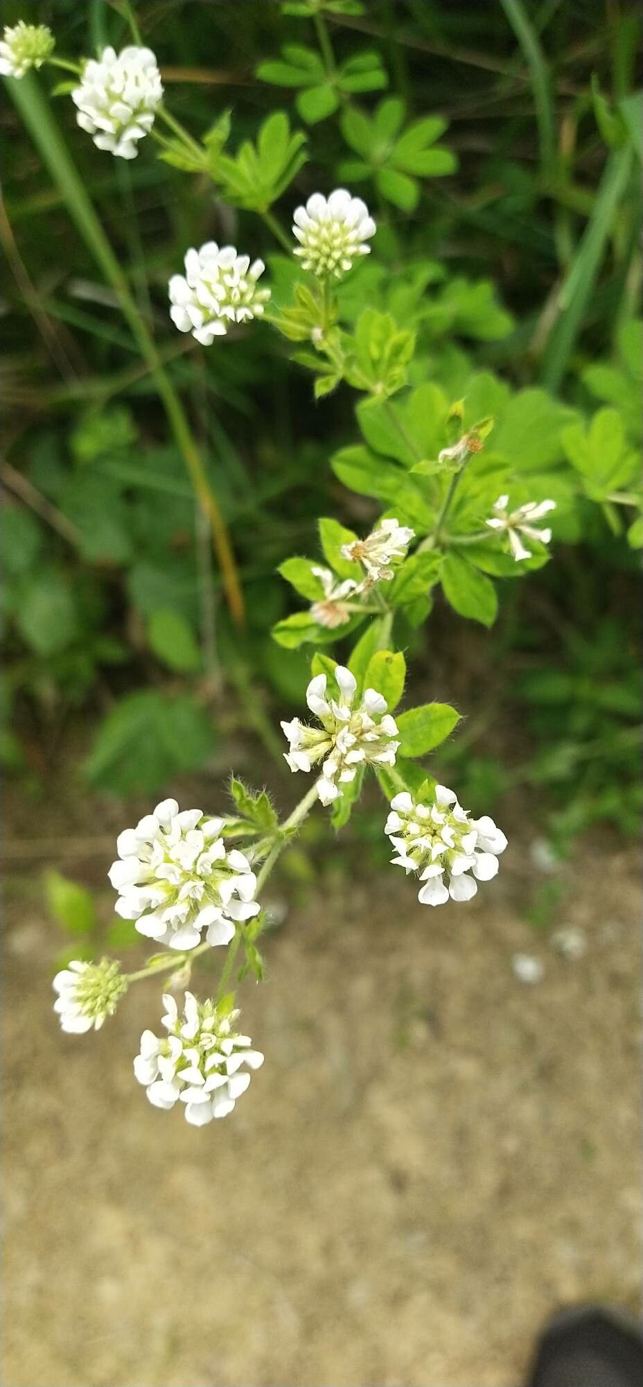Lotus germanicus flower