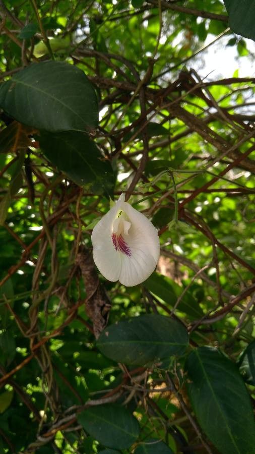 Clitoria falcata flower