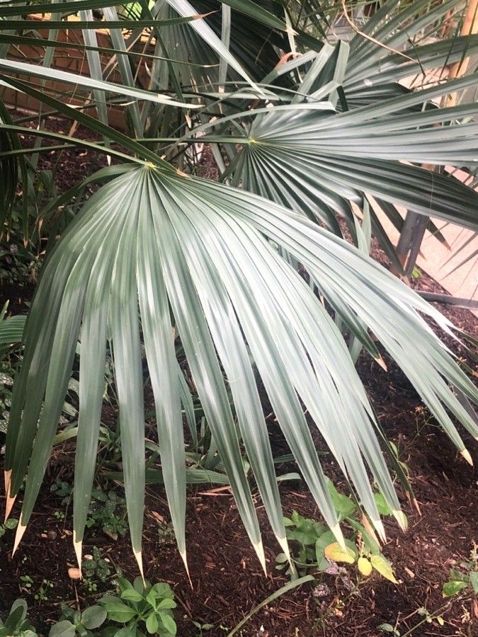 Sabal maritima — search result for 'Jamaica'