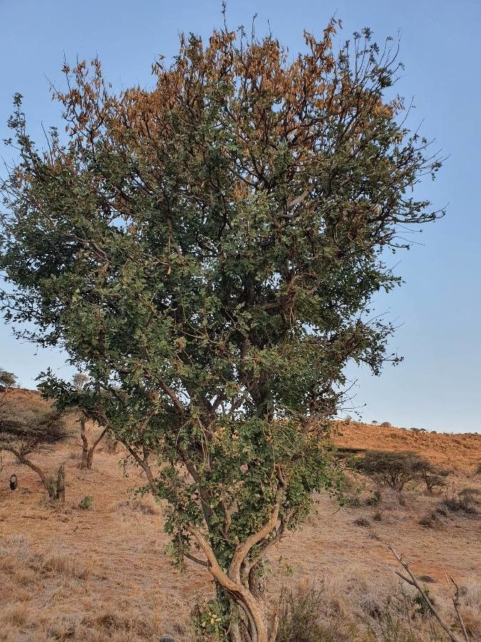 Lonchocarpus eriocalyx leaf