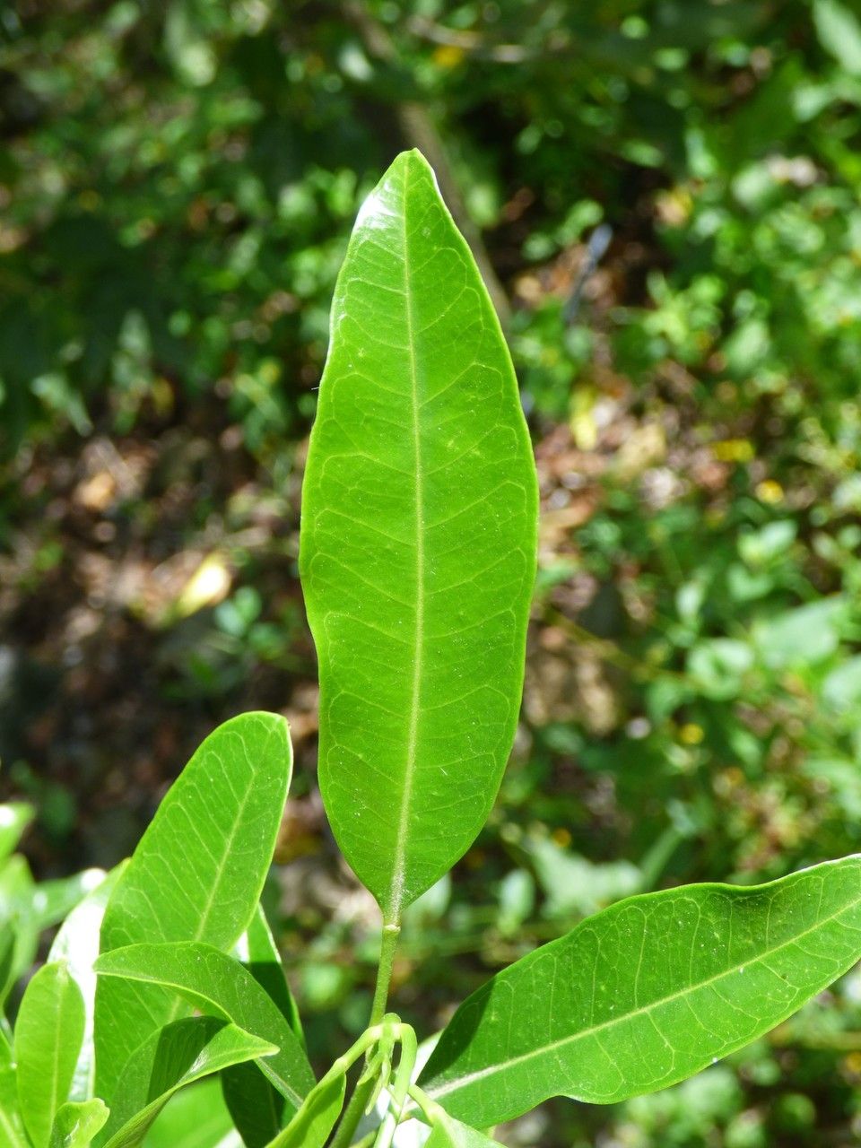 Melicope obscura — houseplant care guide