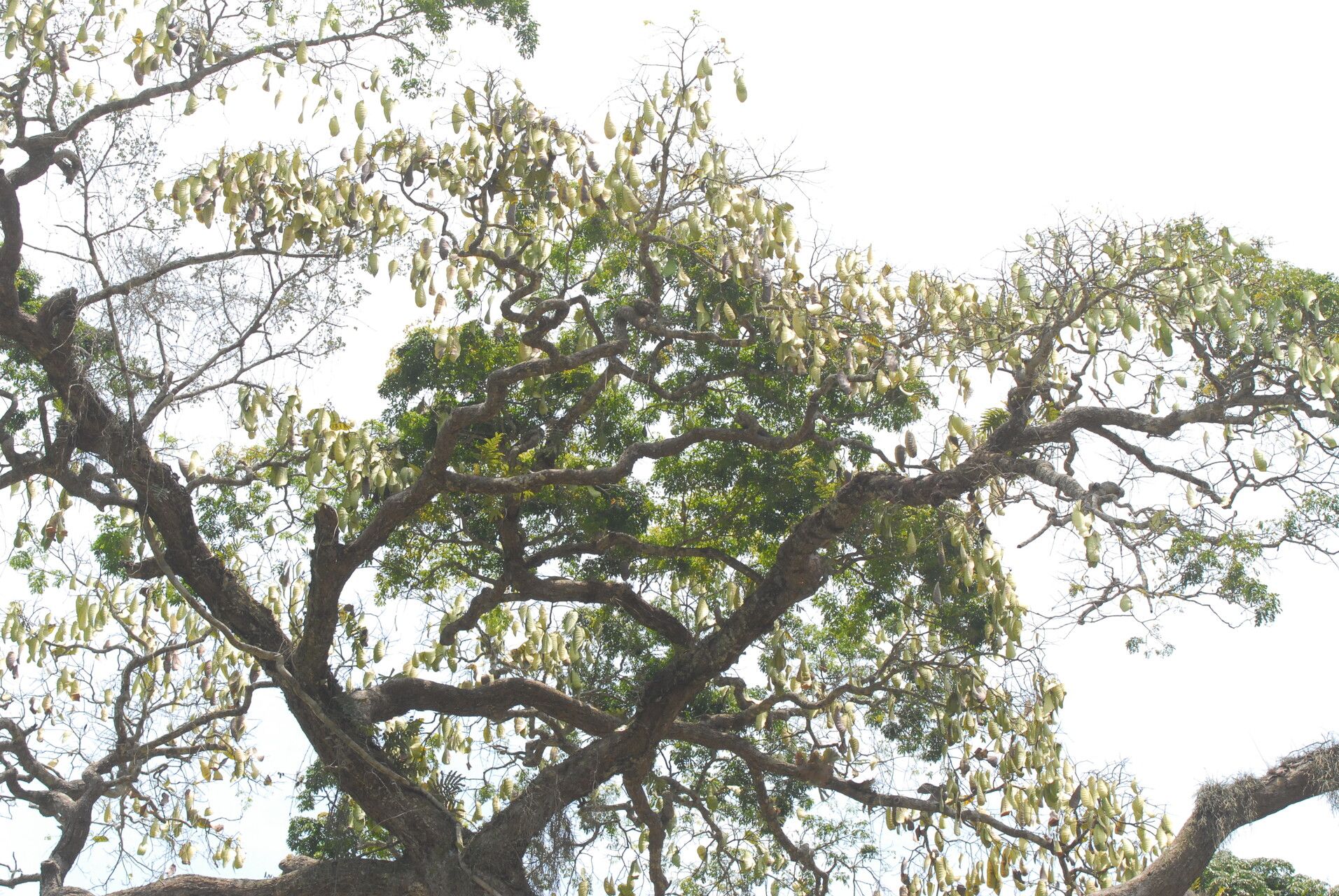 Fillaeopsis discophora habit