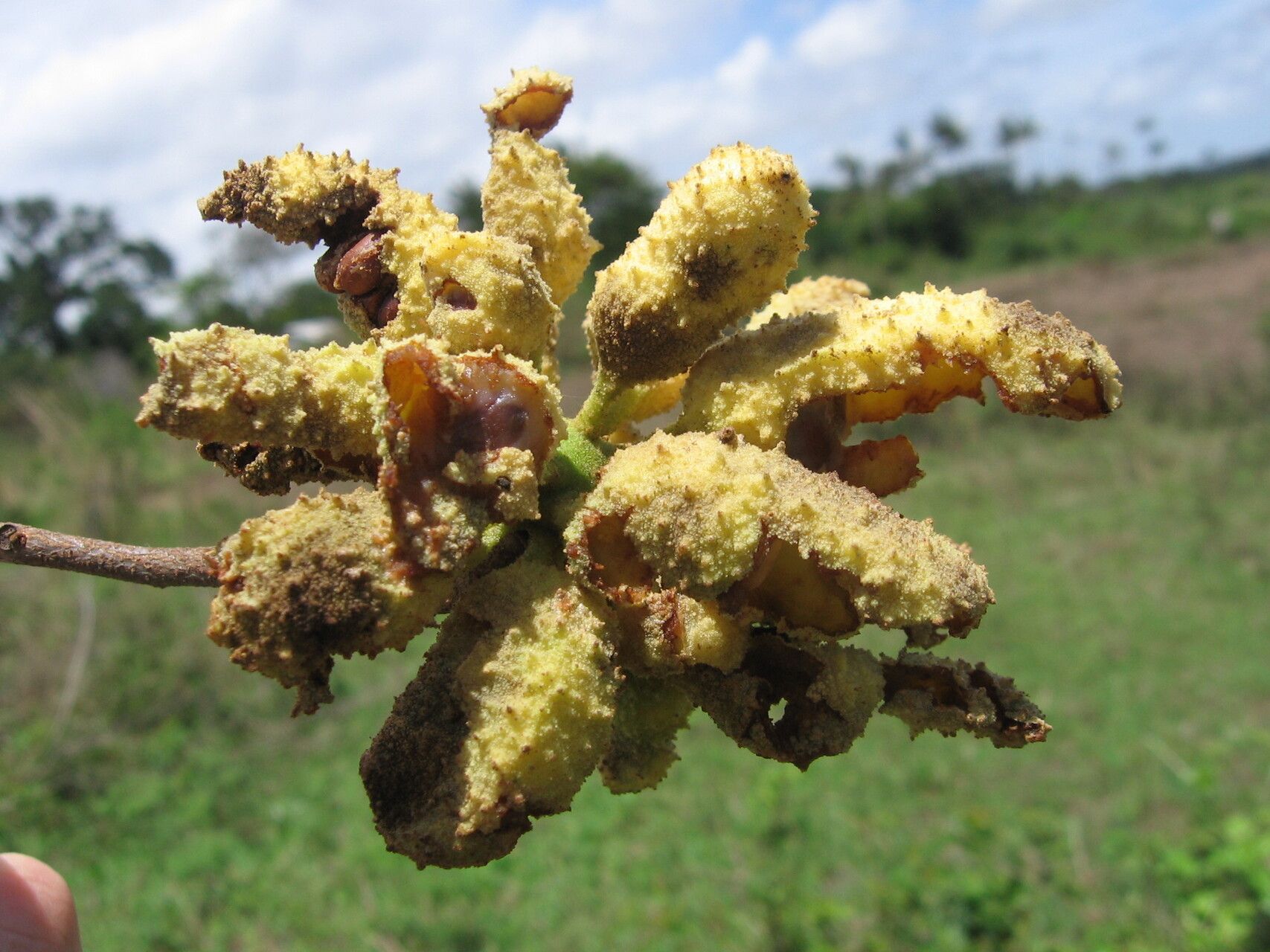 Uvaria kirkii fruit