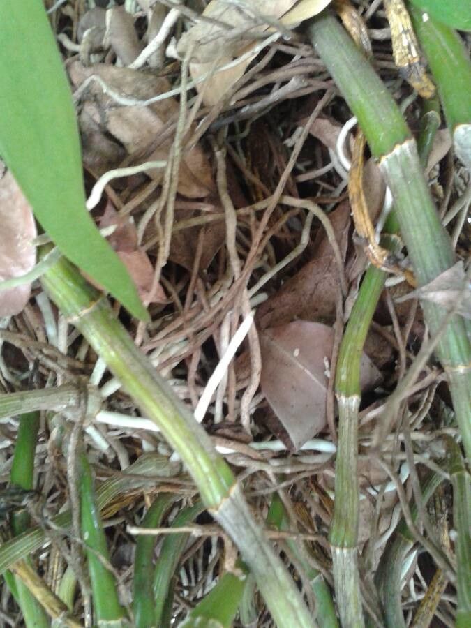 Dendrobium spp. bark