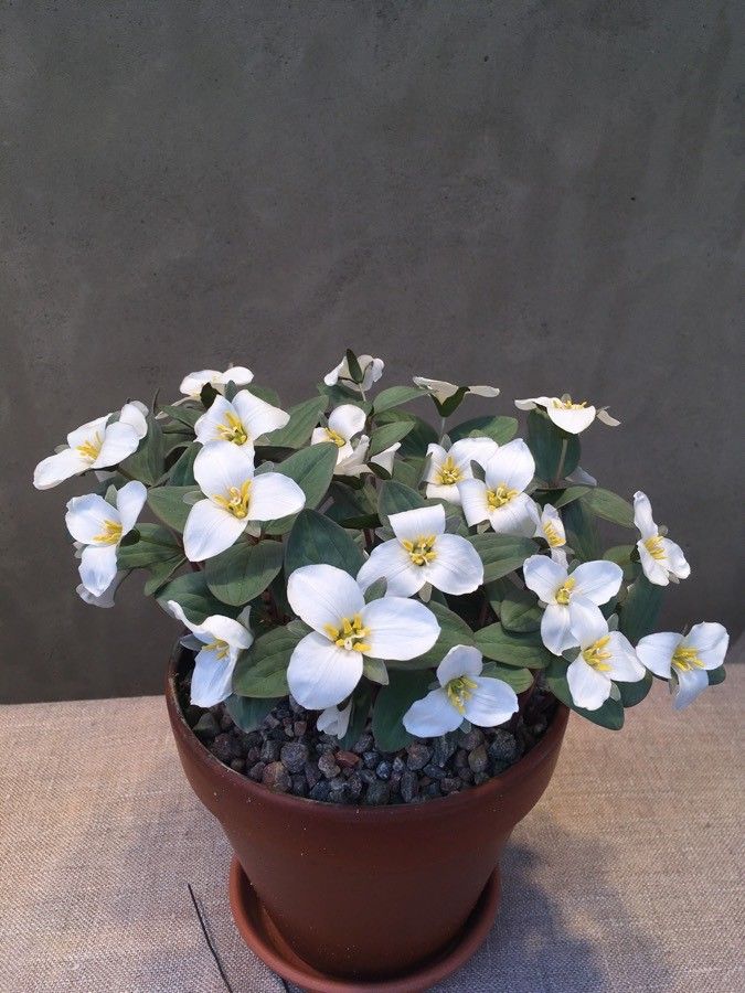 Trillium nivale habit