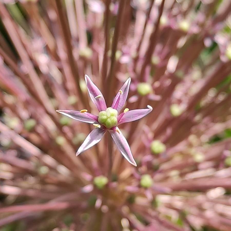 Allium schubertii flower