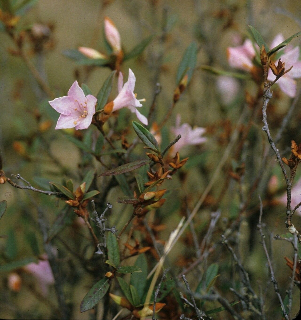 Rhododendron virgatum flower