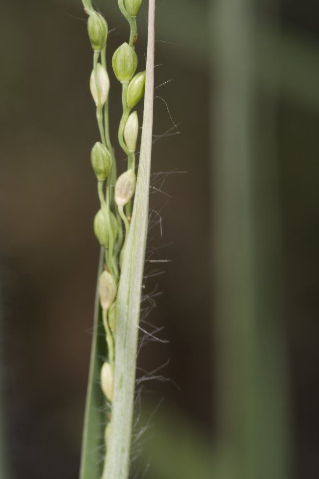 Paspalum bifidum — related species from the same genus