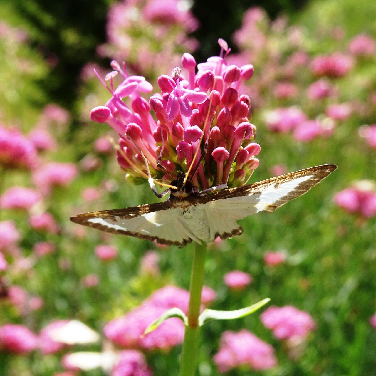 Centranthus lecoqii flower