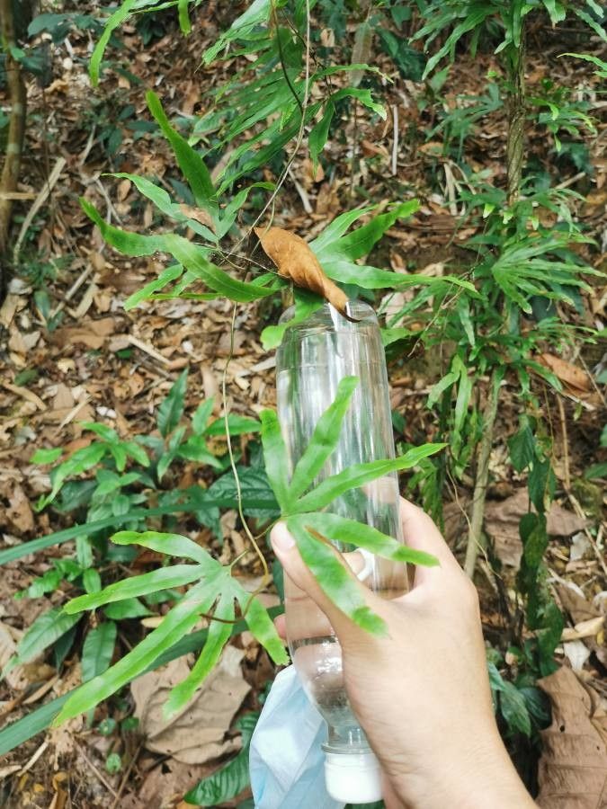 Lygodium flexuosum leaf