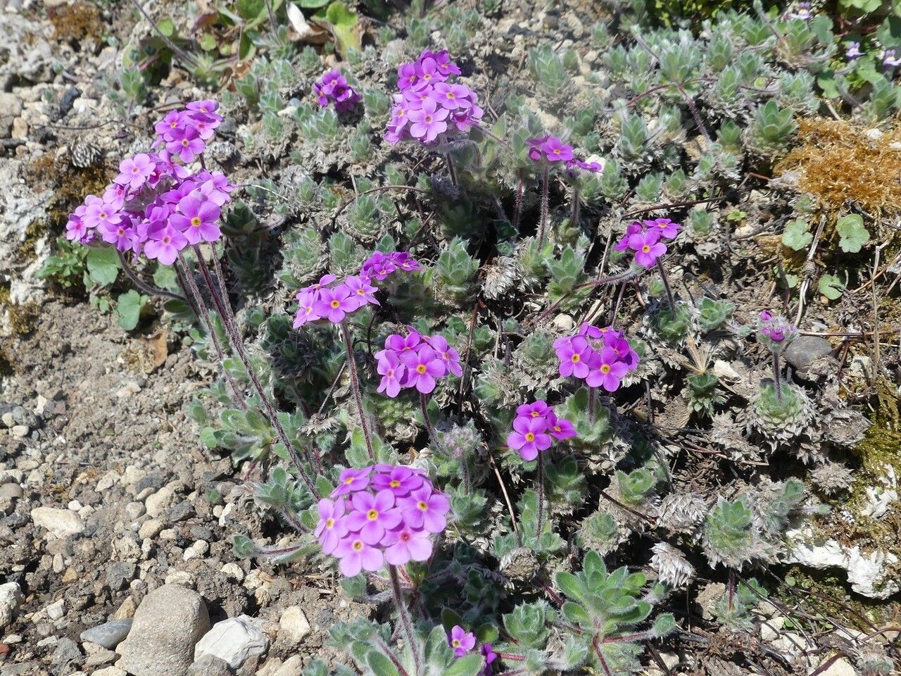 Androsace sarmentosa other