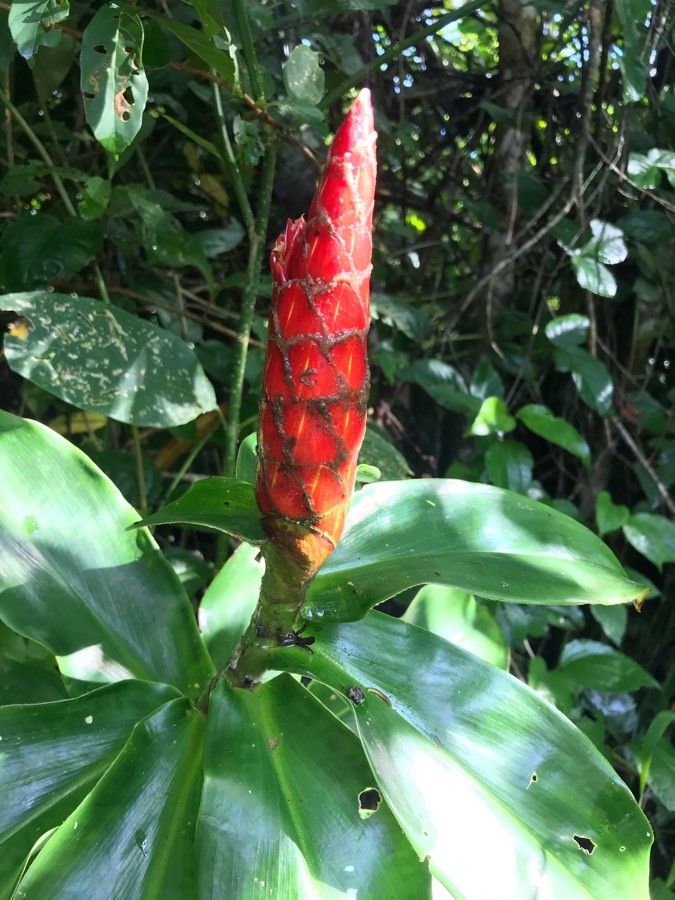 Costus pulverulentus flower