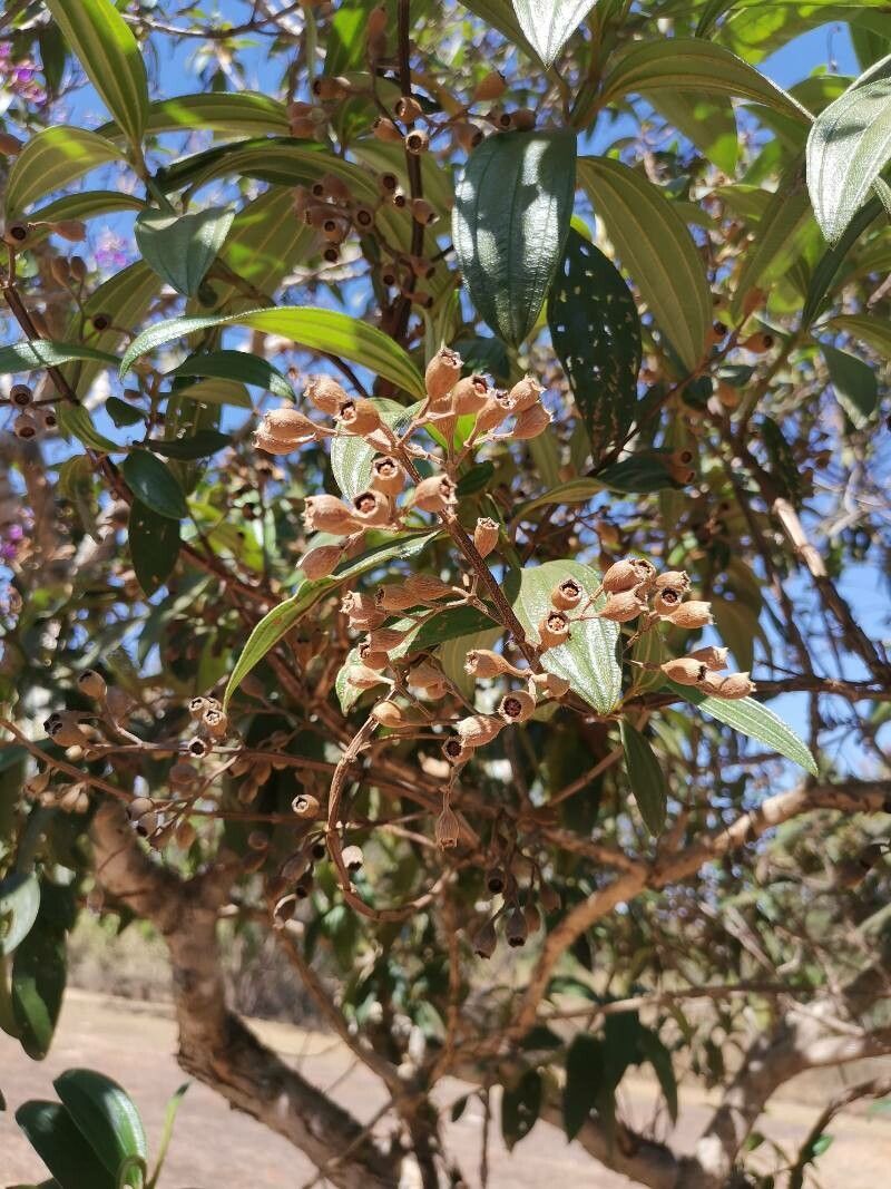 Tibouchina granulosa fruit