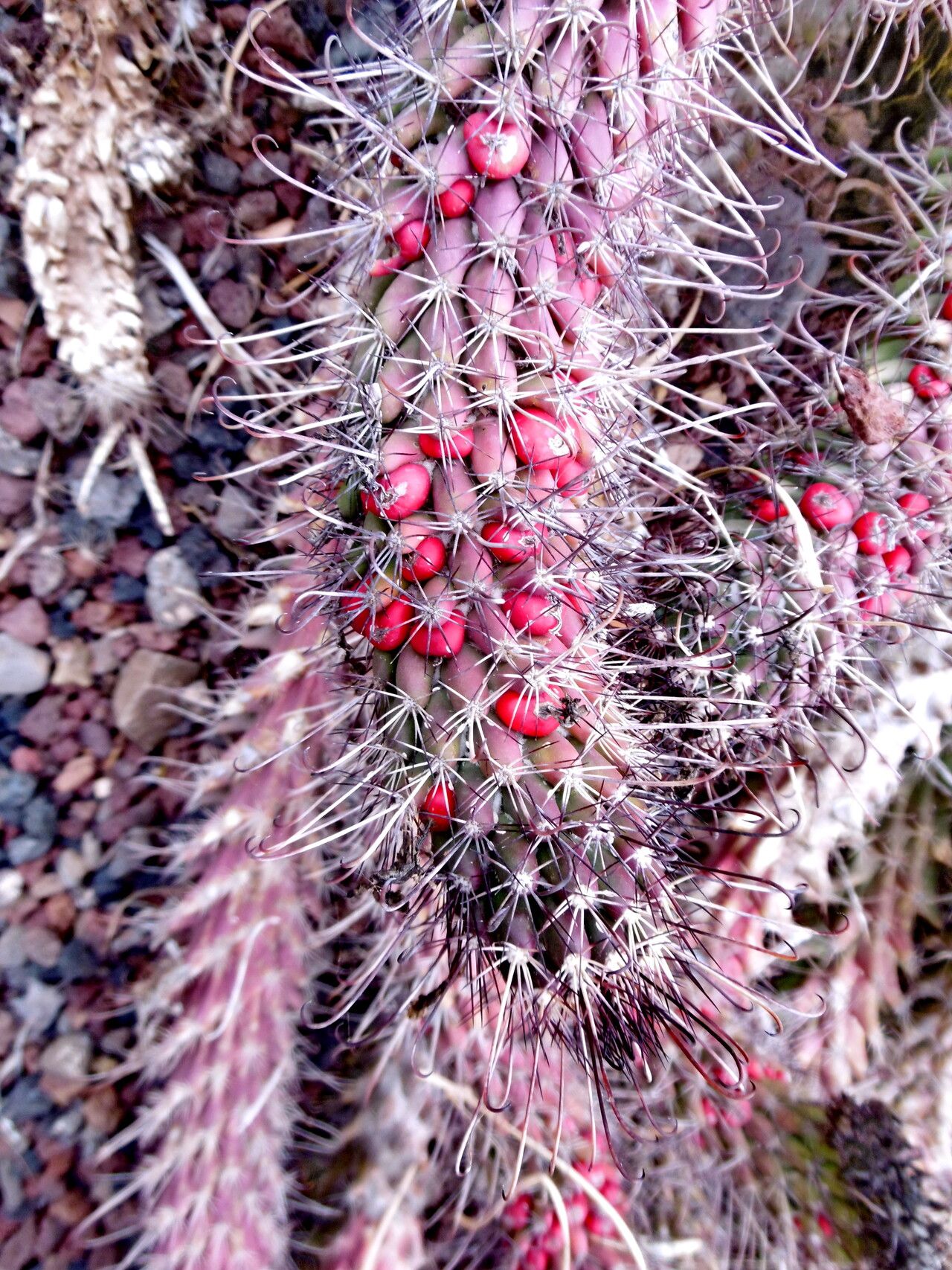 Cochemiea poselgeri leaf