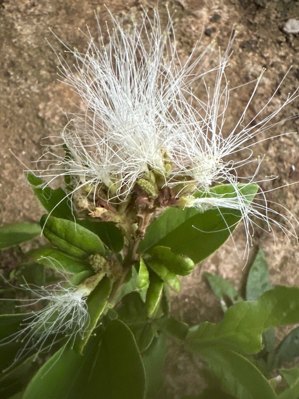 Pithecellobium furcatum flower