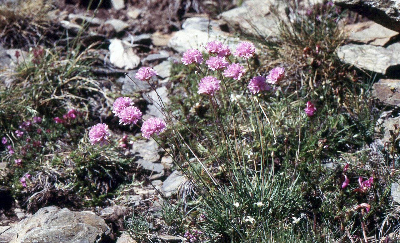 Armeria muelleri — houseplant care guide