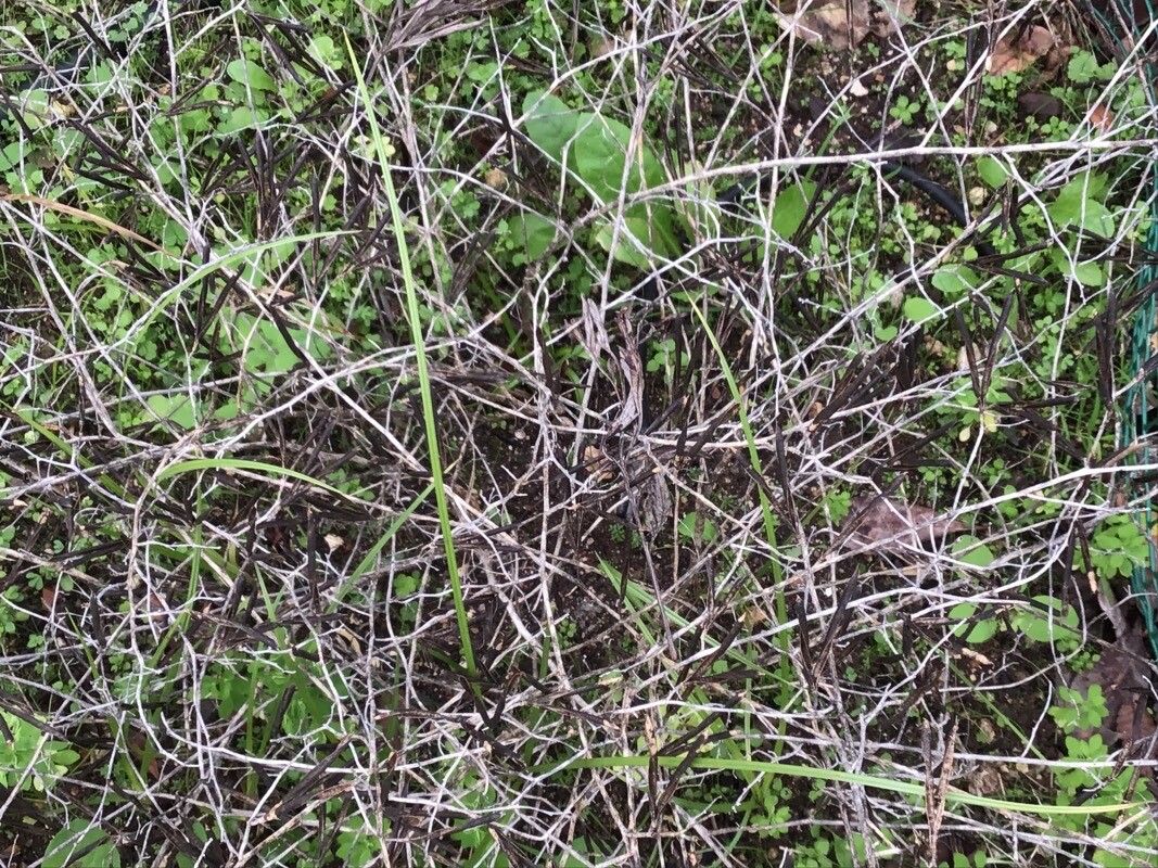 Lotus azoricus — houseplant care guide