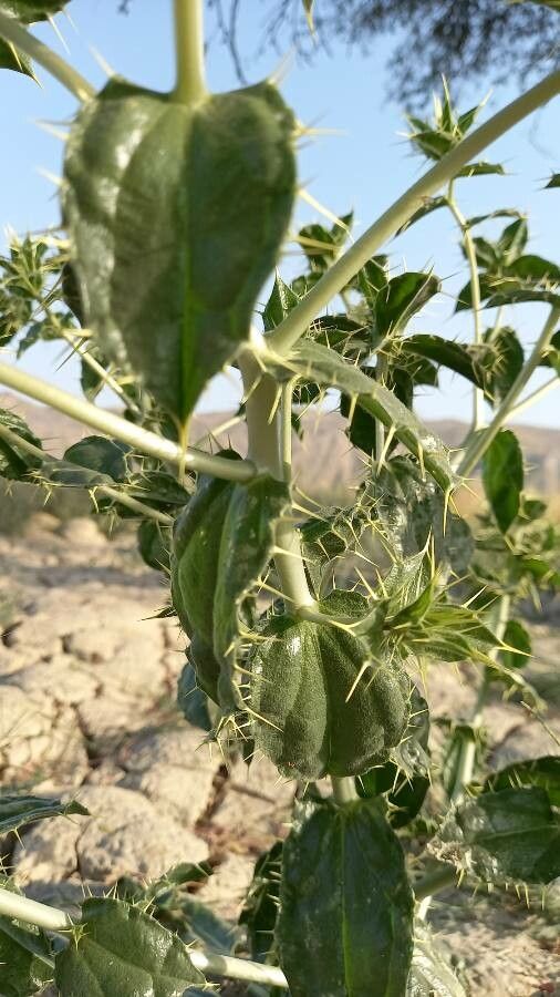 Carthamus oxyacantha — search result for 'Carthamus'