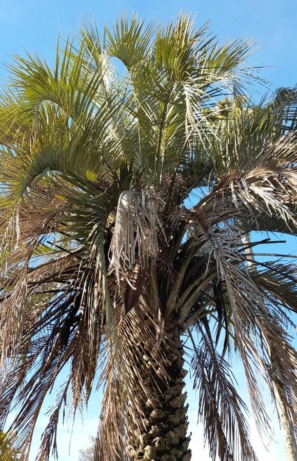 Butia yatay — search result for 'Uruguay'