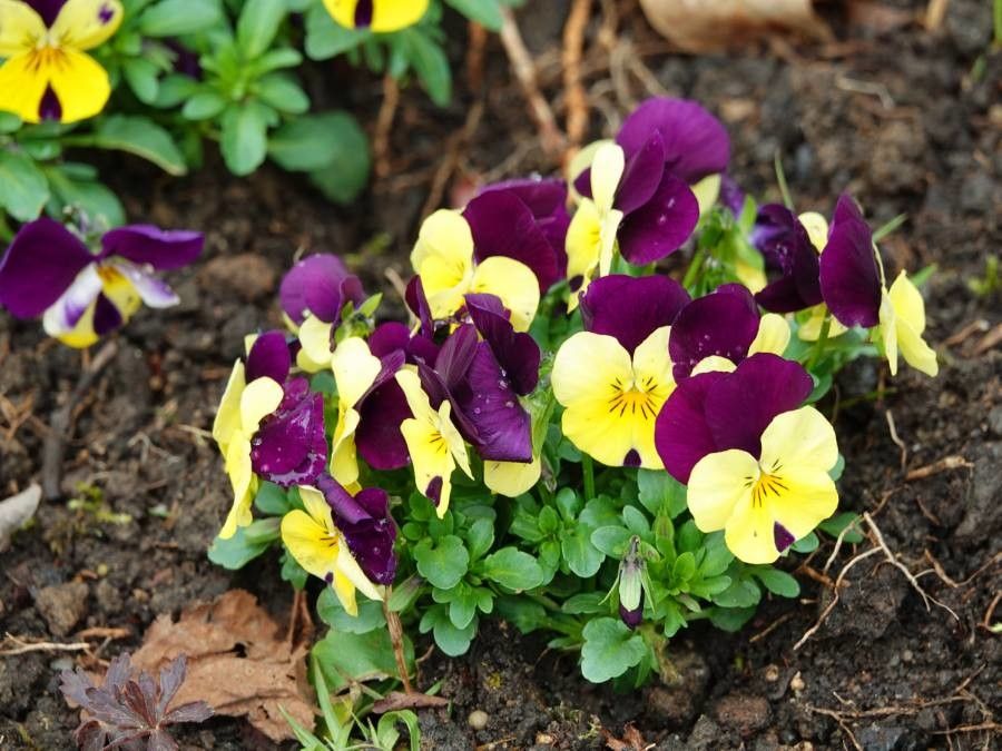 Viola X Wittrockiana leaf