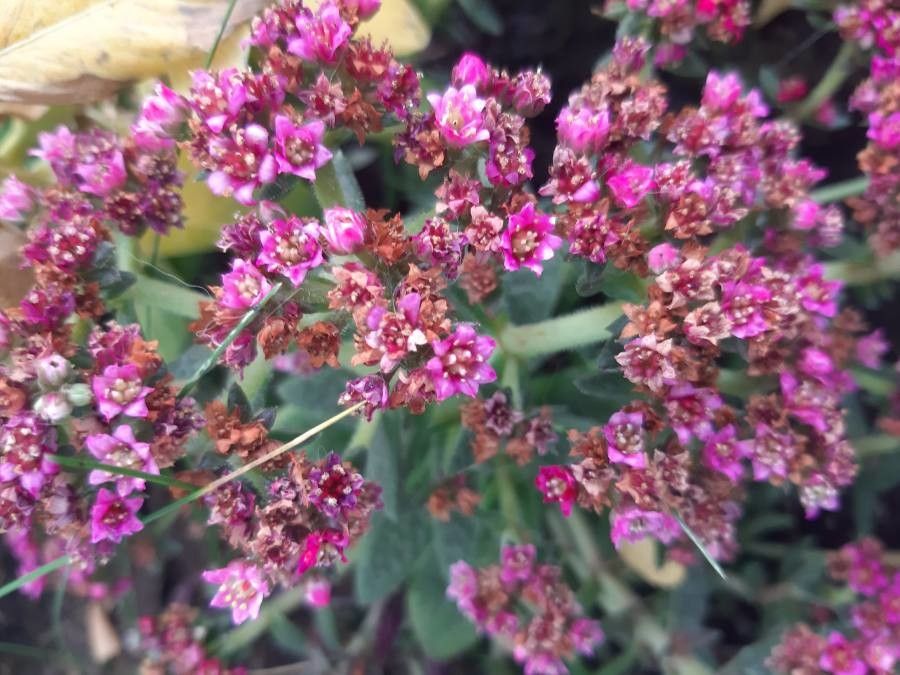 Crassula exilis flower