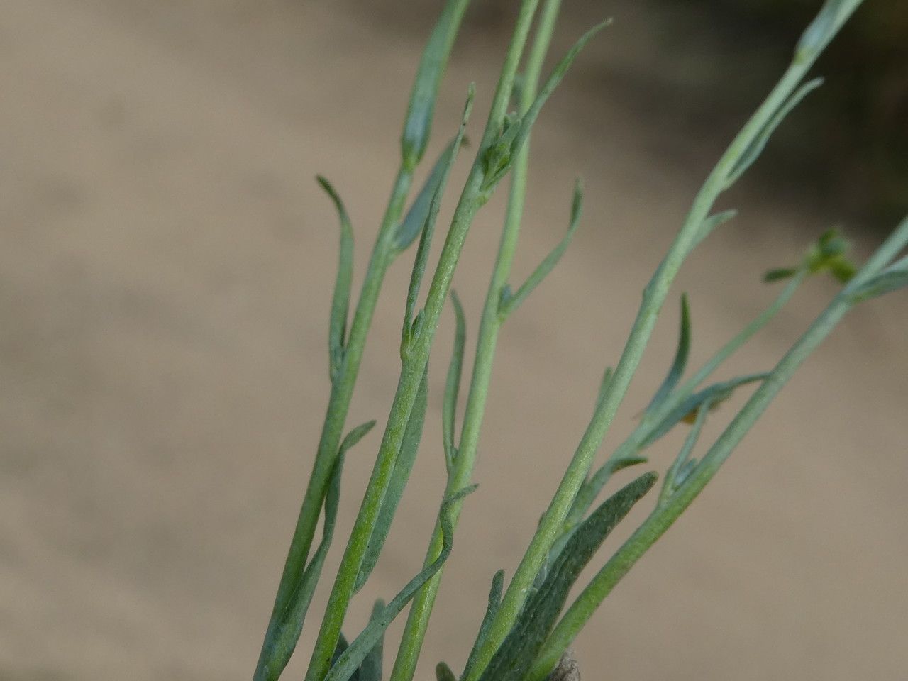 Linaria arvensis leaf