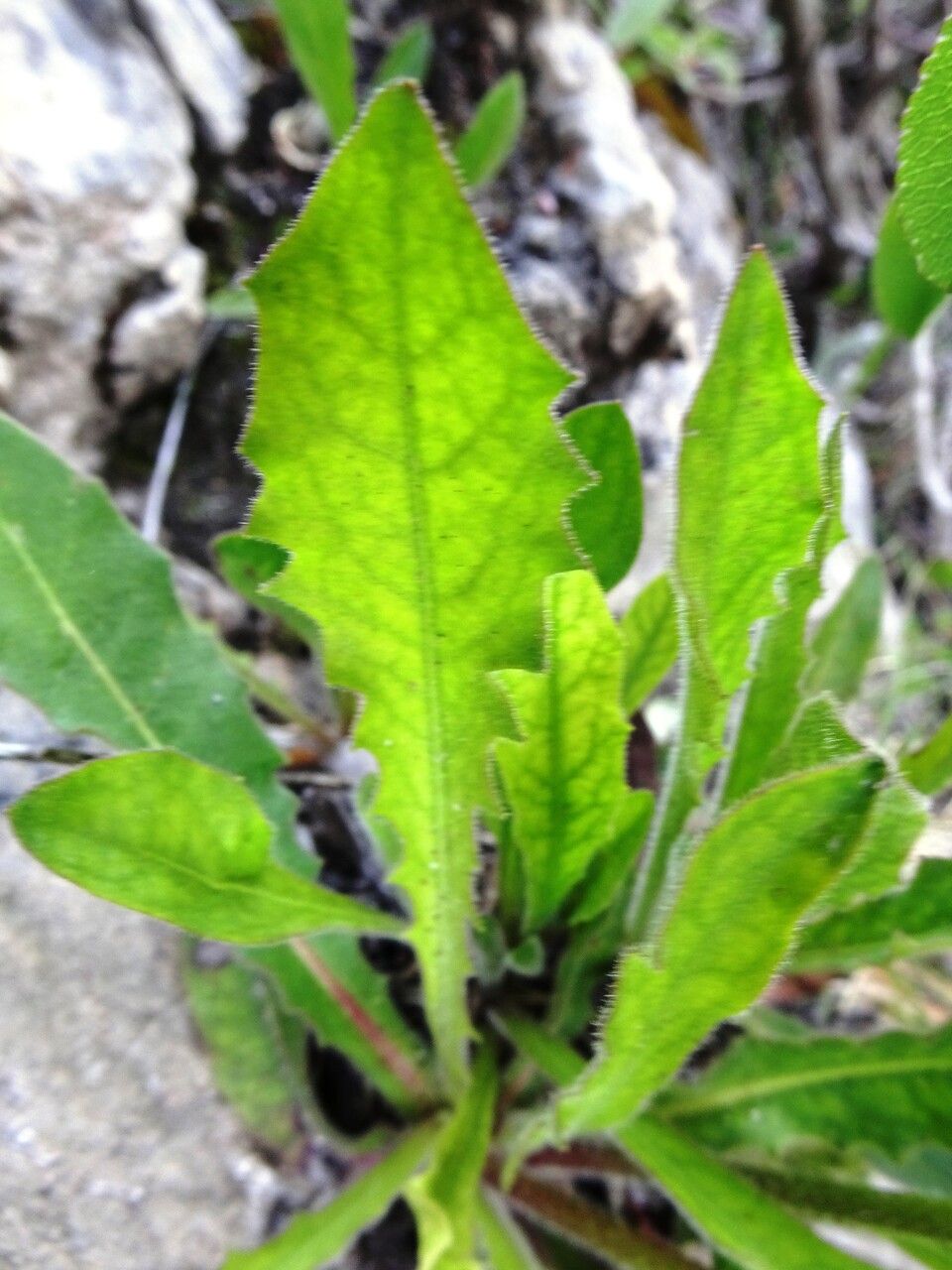 Hieracium cerinthoides — houseplant care guide