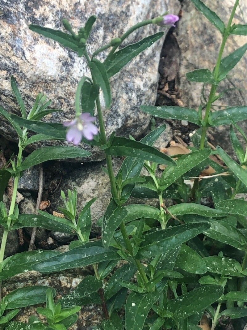 Epilobium palustre leaf