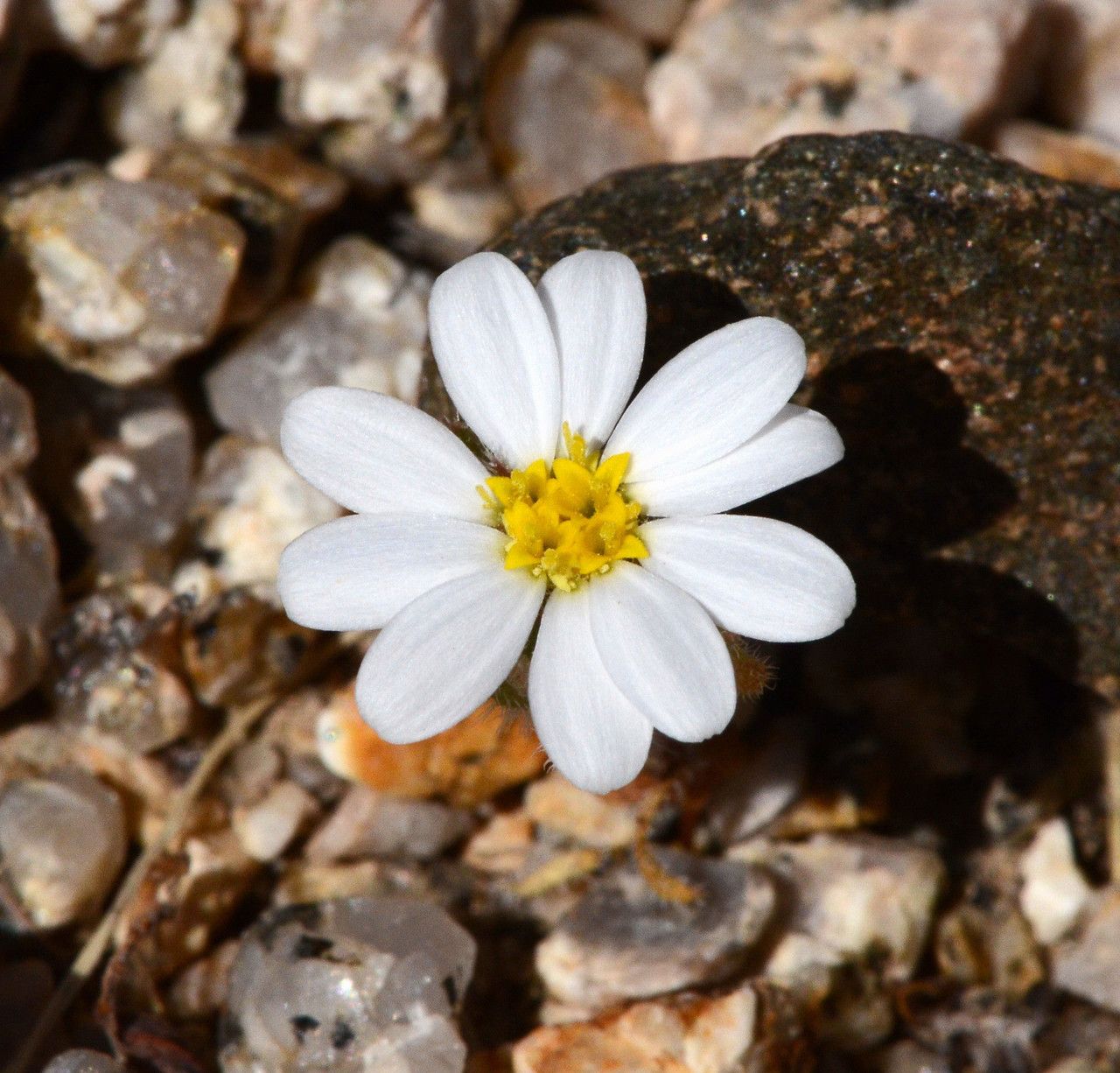 Monoptilon bellioides — houseplant care guide