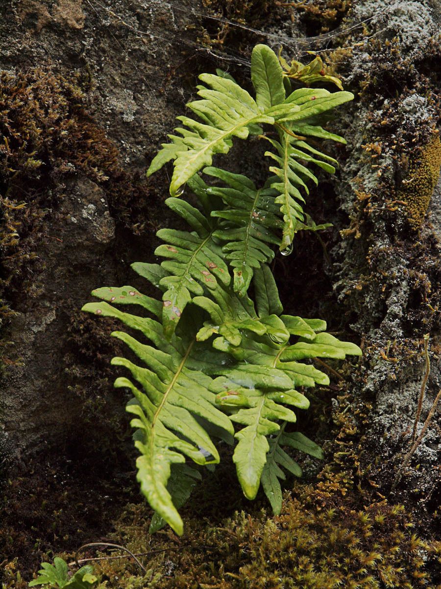 Polypodium hesperium habit