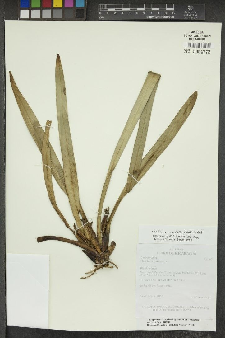 Maxillaria crassifolia other